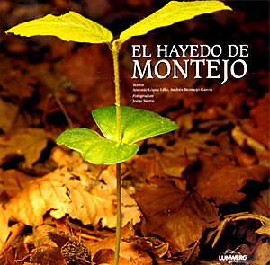 El Hayedo de Montejo. Dos naturalistas por el bosque