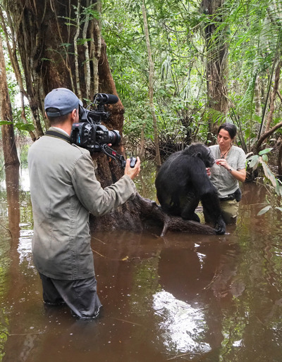 Viviendo entre chimpancés