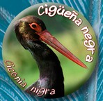 Imán nevera cigüeña negra Imán nevera cigüeña negra
