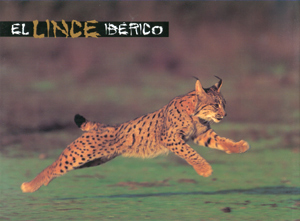 El lince ibérico