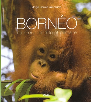 Bornéo. Au coeur de la forêt primaire