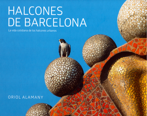 Halcones de Barcelona. La vida cotidiana de los halcones urbanos