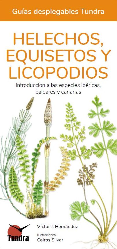 Helechos, equisetos y licopodios. Introducción a las especies ibéricas, baleares y canarias