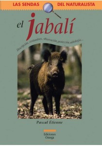 El jabalí