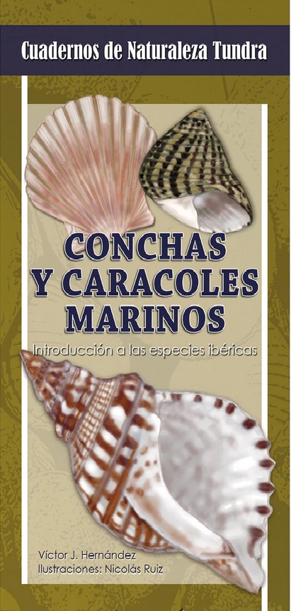 Conchas y caracoles marinos